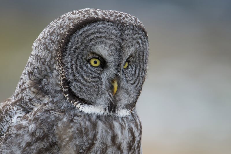 galleries/2015/12/04/scenes-from-wild-yellowstone-photos/151203-wild-yellowstone1_i7lavu