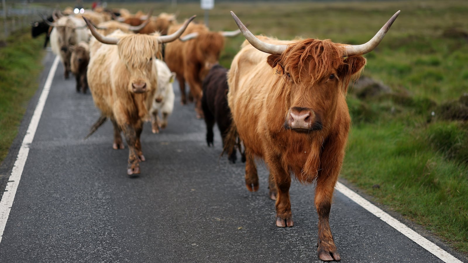 Highland cows