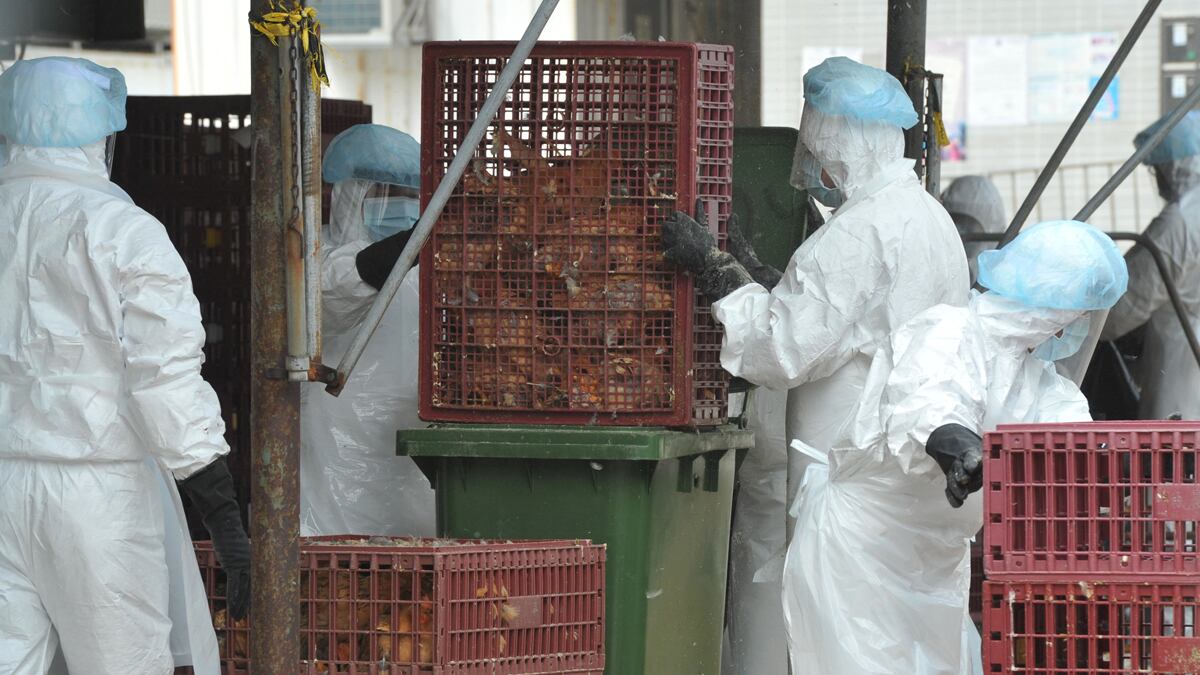 cheats/2012/01/22/china-sees-second-bird-flu-death/china-sees-second-bird-flu-death-cs_b5luoy