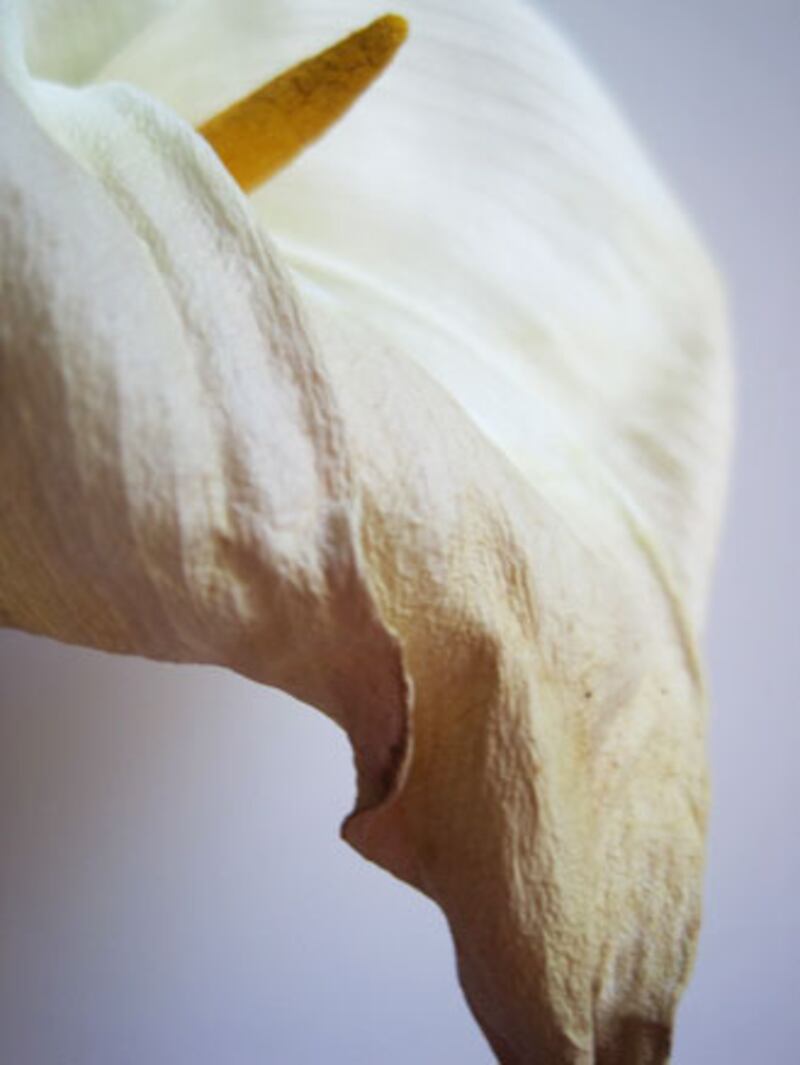 galleries/2010/05/04/dominique-browning-s-favorite-flowers/bouquets-3_fjz7if