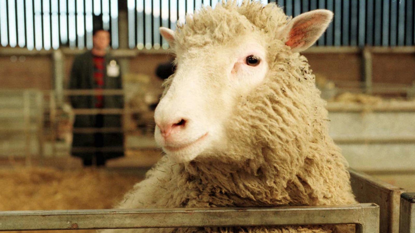 cheats/2012/10/12/scientist-keith-campbell-dies-at-58/obit-sheep-scientist-cheat_tges8v