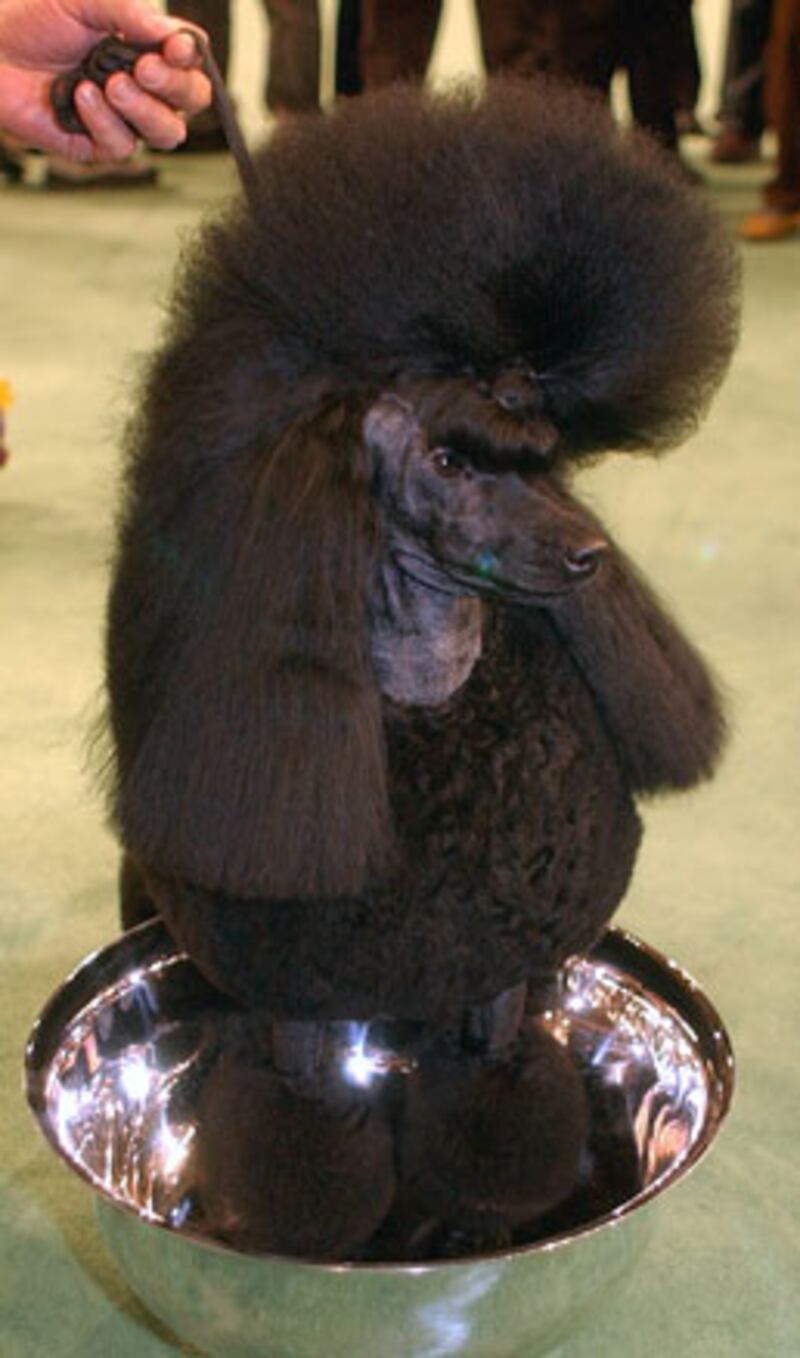 galleries/2010/02/14/westminster-dog-show-winners/westminster-dog-show---spice_a8bx42