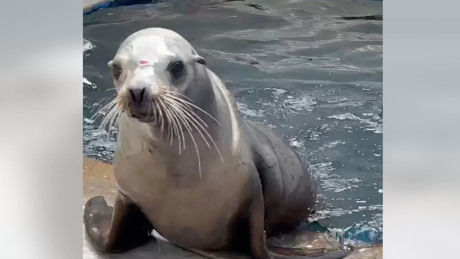 Freeway the sea lion climbing out of water.