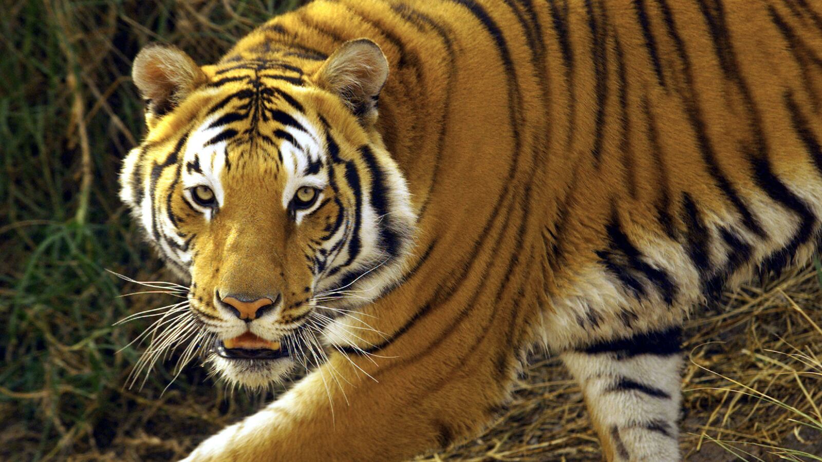A tiger looks at the camera as it crawls through a grassy area