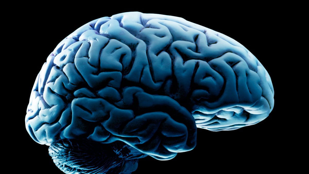 articles/2011/11/18/free-will-debate-who-s-in-charge/brain-Michael-Gazzaniga-book-cheat_ndjys1