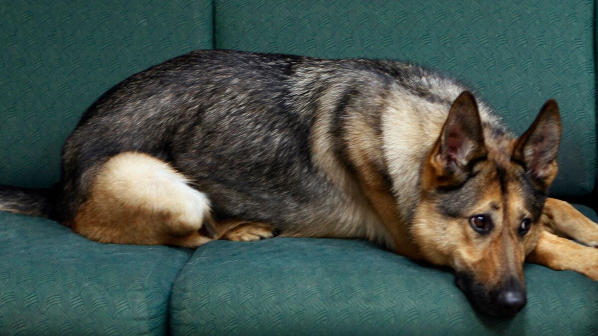 cheats/2011/12/02/military-dogs-suffer-ptsd/military-dogs-suffer-ptsd-cheat_qpjzg9