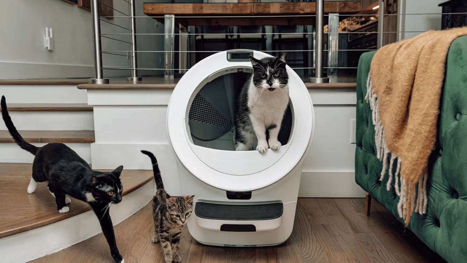 Whisket Litter Robot 5 Pro Review