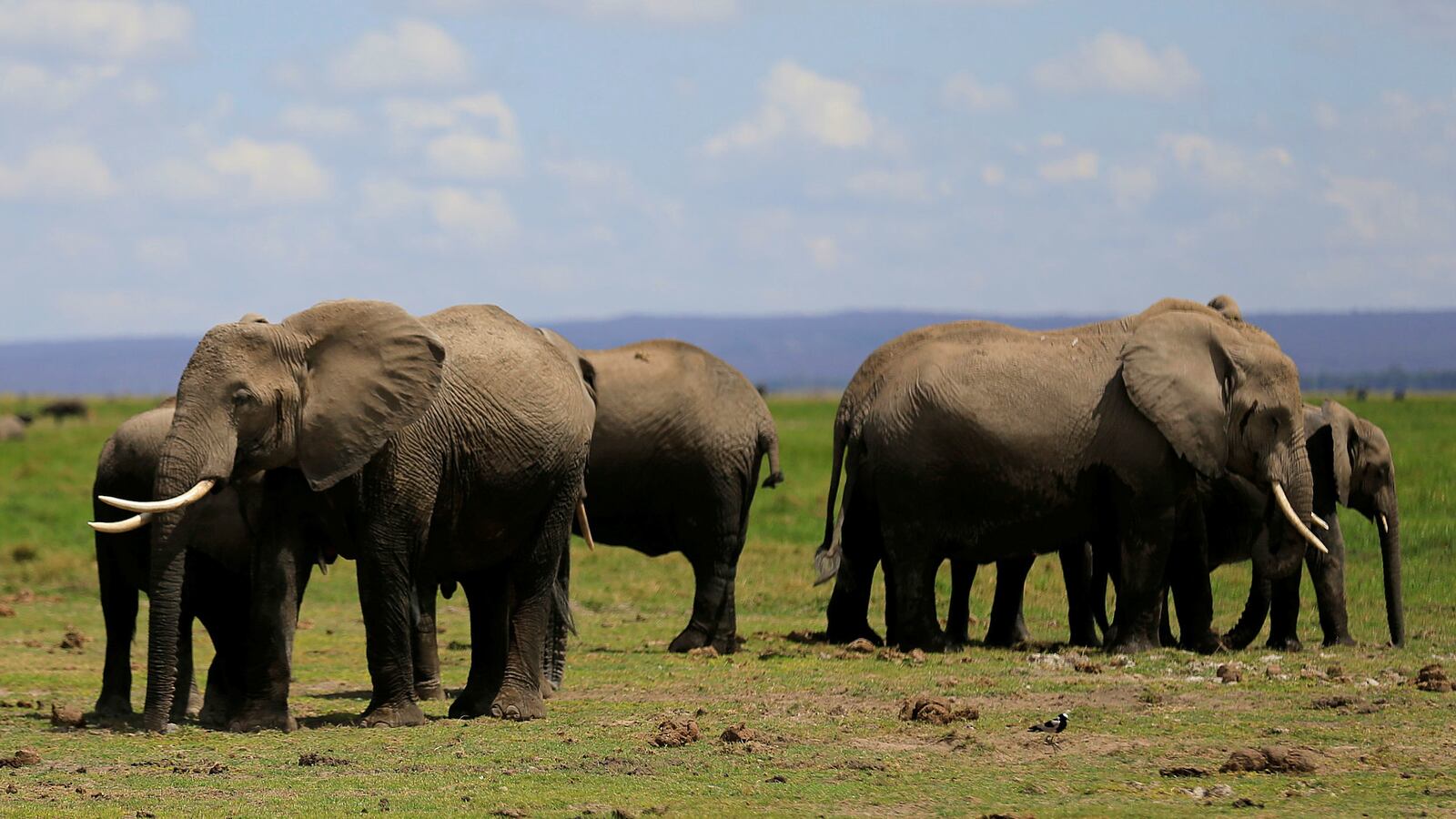 171117-elephants-trump-cheat_xdeoeo