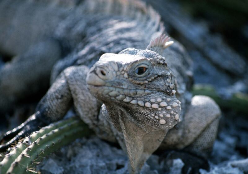 galleries/2012/07/13/animals-on-the-loose/animals-on-the-loose---bronx-zoo-iguana_yz1era