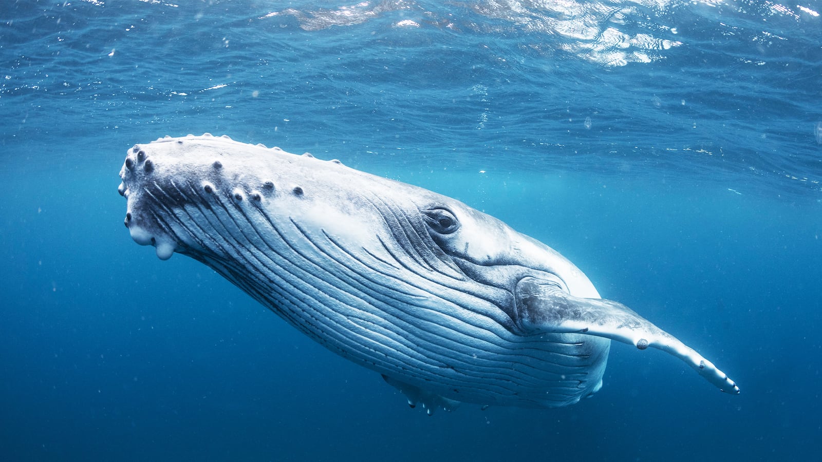 191223-Conversation-whales-tease_vlggm4