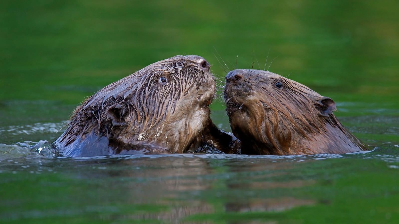 Close up of two Eurasian beavers / European beavers (Castor fiber) fighting in pond. (Photo by: Arterra/Universal Images Group via Getty Images)