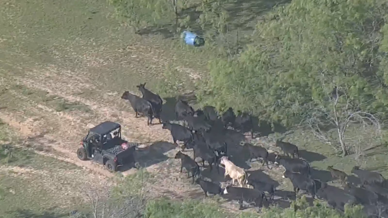 Bulls walk down a dirt road.