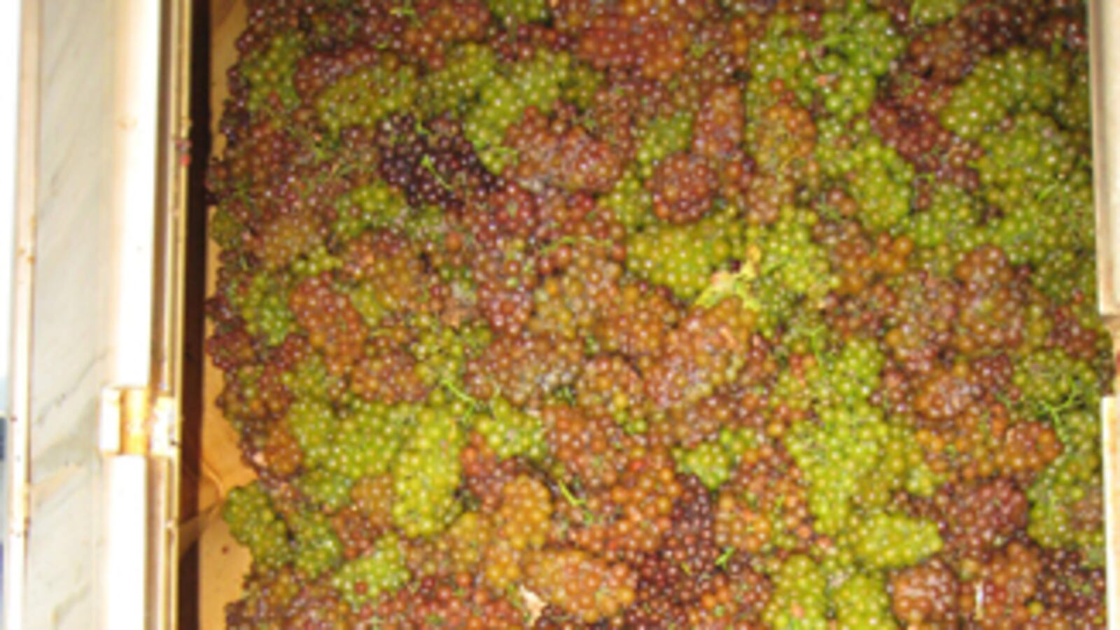 galleries/2010/10/14/annual-harvest-at-channing-daughters-winery/menin-wine-harvest-6_wtxvx9