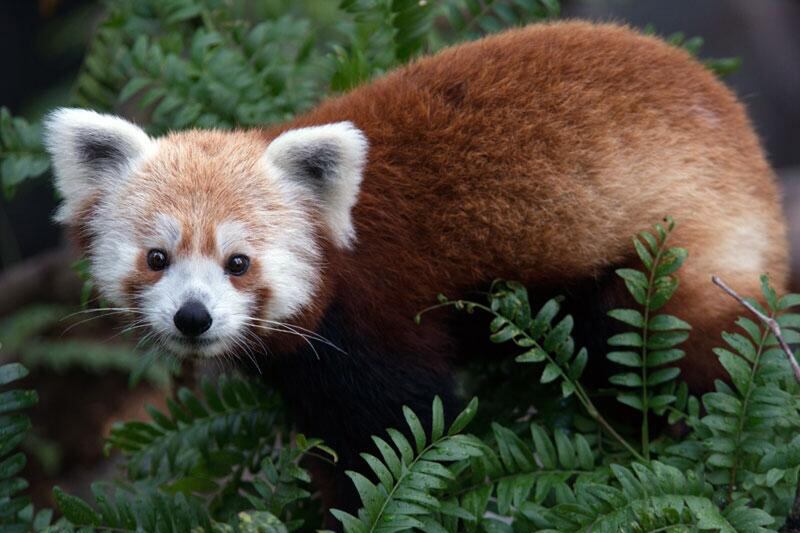 galleries/2012/07/13/animals-on-the-loose/130624-missing-red-panda-gallery_w2zvfk
