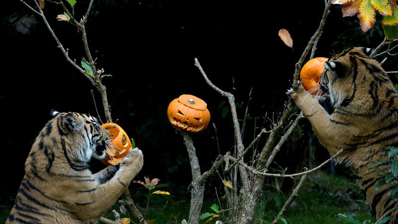 171027-WIP-01_dxcjkq