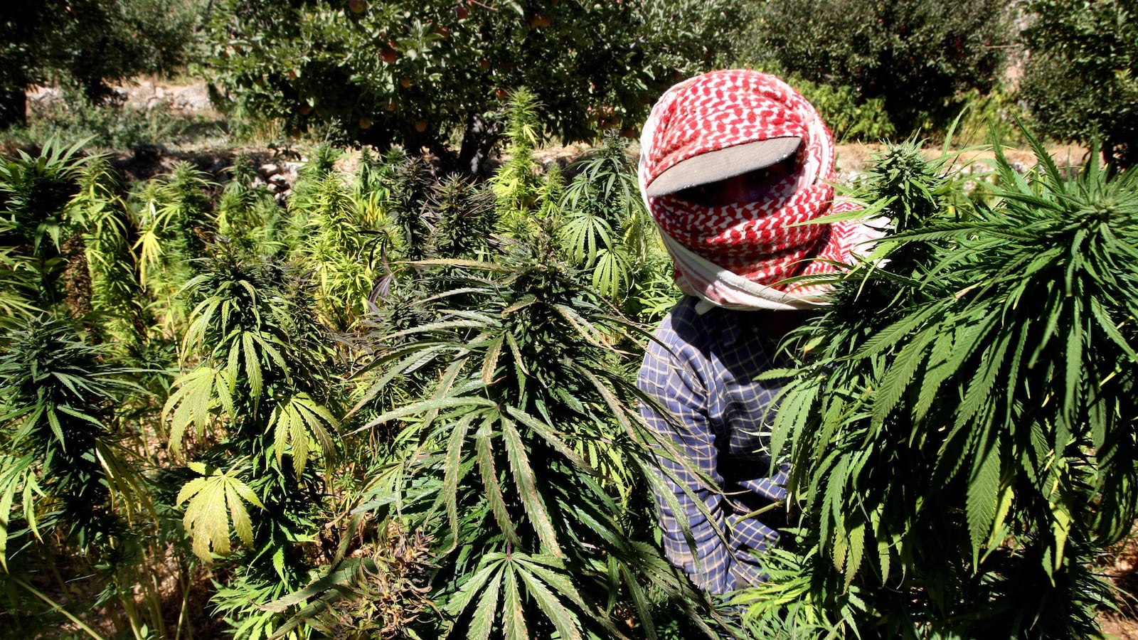 articles/2014/07/09/hezbollah-profits-from-hash-as-syria-goes-to-pot/140708-mucci-hash-tease_a4oheb