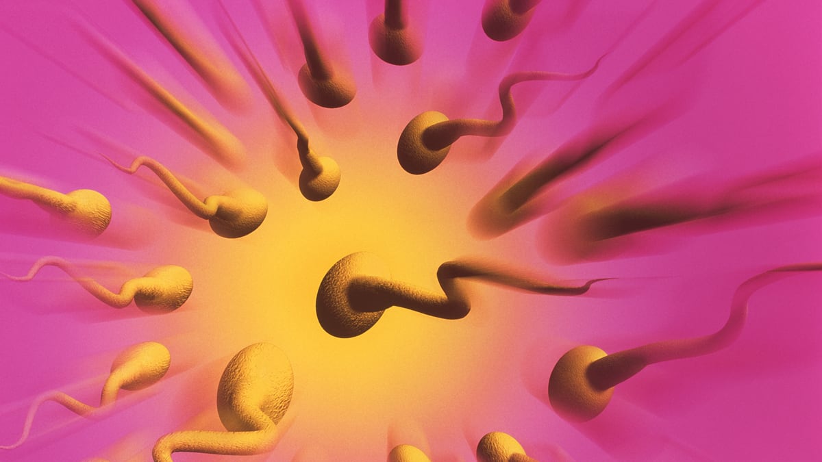 articles/2012/12/08/sperm-count-plummets-for-french-men-new-study/france-sperm-count-mcnicoll_r7on9b