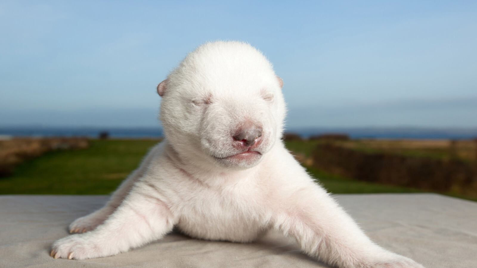 cheats/2011/12/28/polar-bear-cub-becomes-viral-sensation/siku-cs_ayh0tk