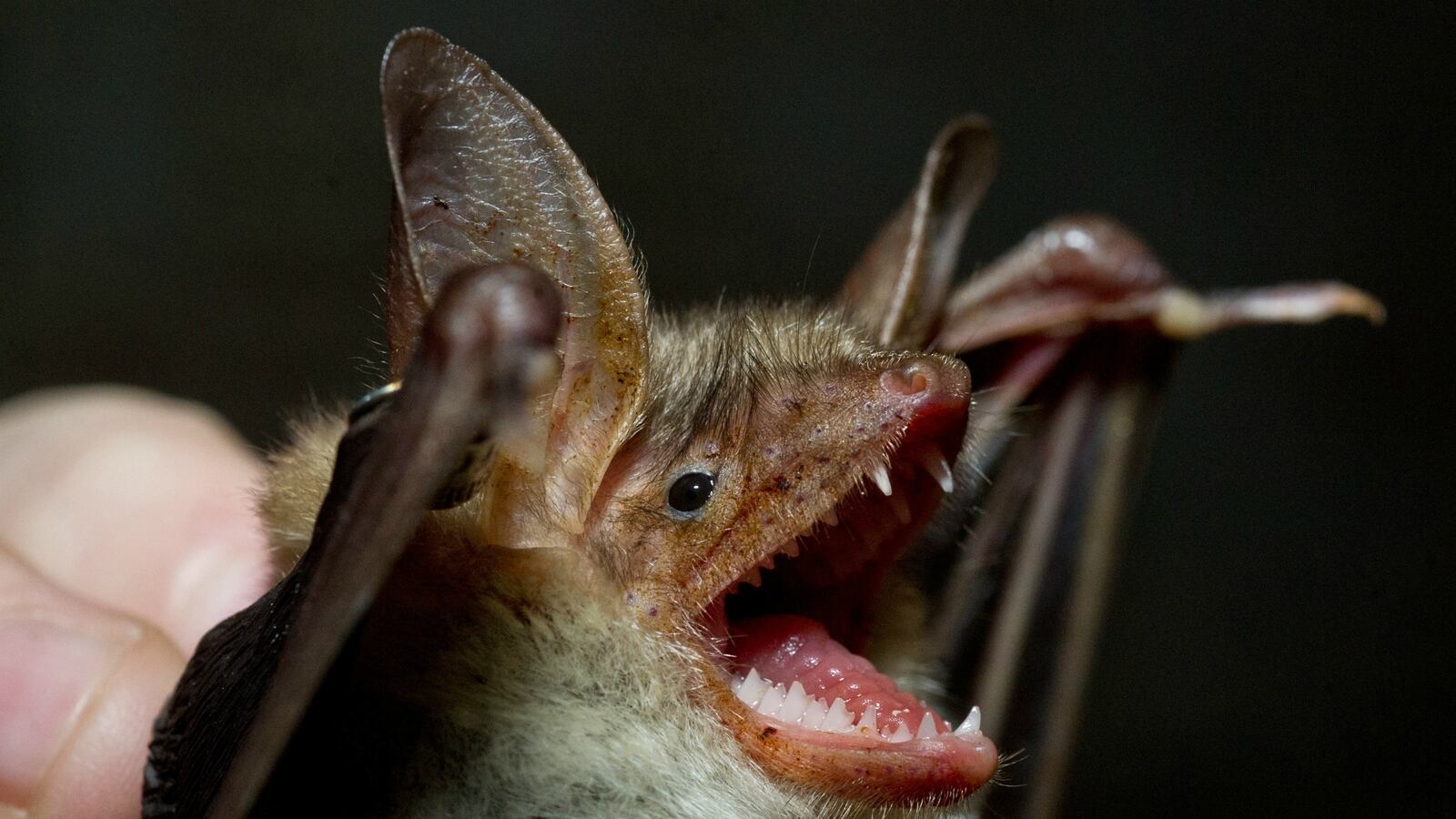 cheats/2014/12/30/bats-may-be-cause-of-ebola-outbreak/141230-bats-ebola-cheat_fo6qmr