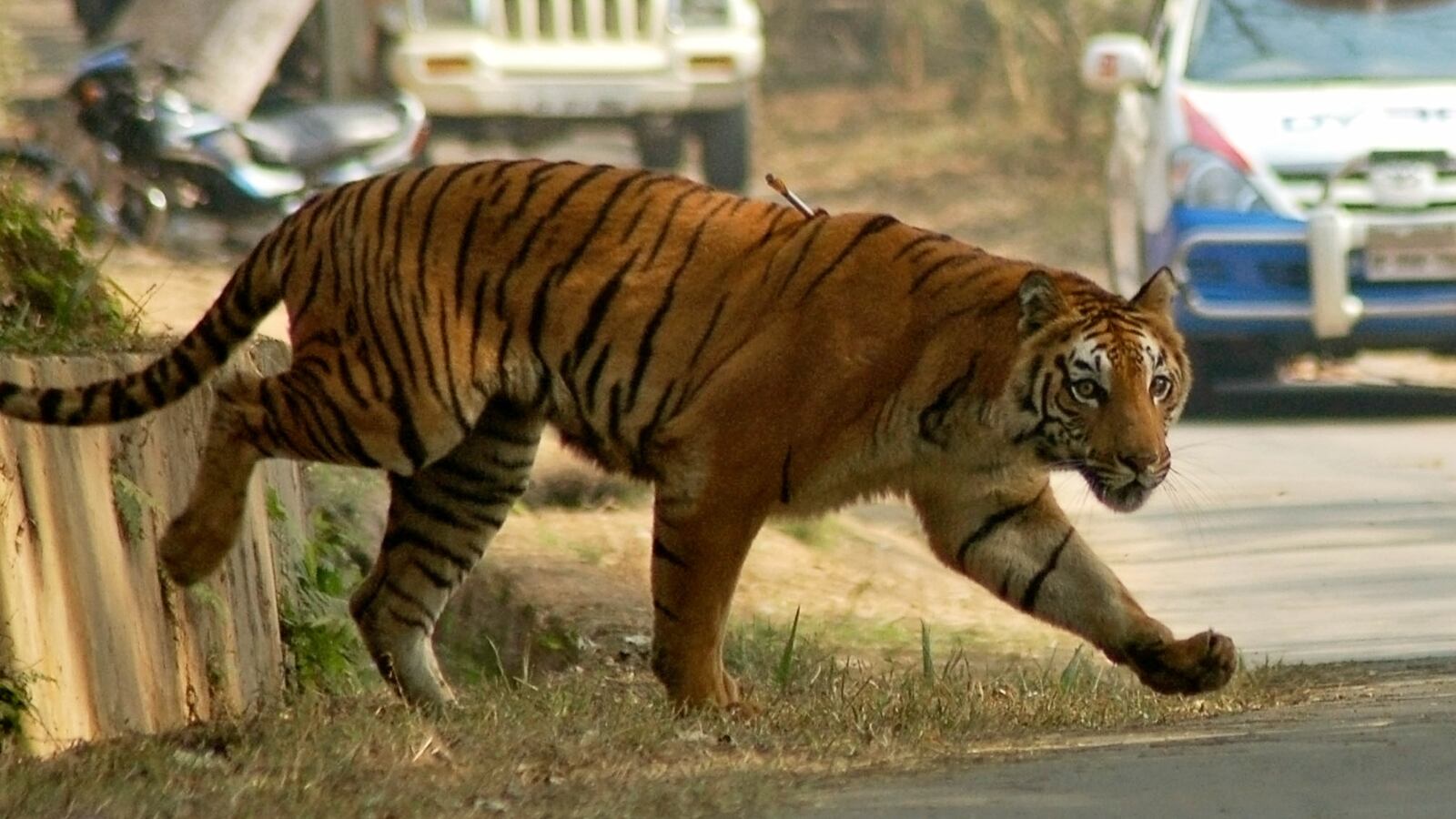 171015-tiger-cheat_rhzyn6