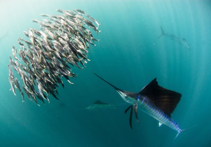 galleries/2010/03/18/life/life---2_y2lmtp