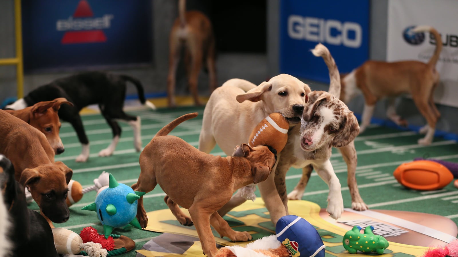 articles/2014/02/02/the-puppy-bowl-the-super-bowl-s-fiercest-rival/140131-emshey-puppy-tease_yptsn3