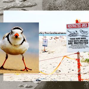 073122-plummer-plovers-hero_wbmrgc