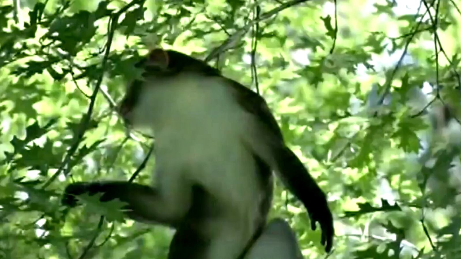 cheats/2016/06/22/dizzy-the-monkey-escapes-at-springfield-zoo/160622-monkey-escape-cheat_mux5zq