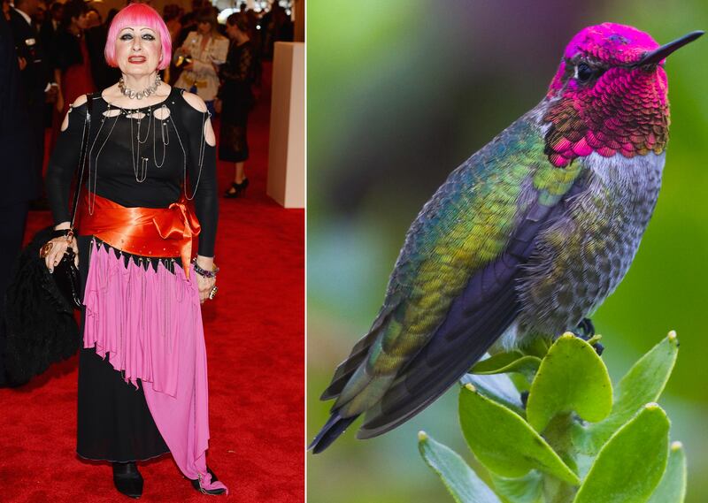 galleries/2013/05/07/met-gala-2013-guests-who-looked-like-animals/130507-gal-gala-animal-rhodes_oaku6v