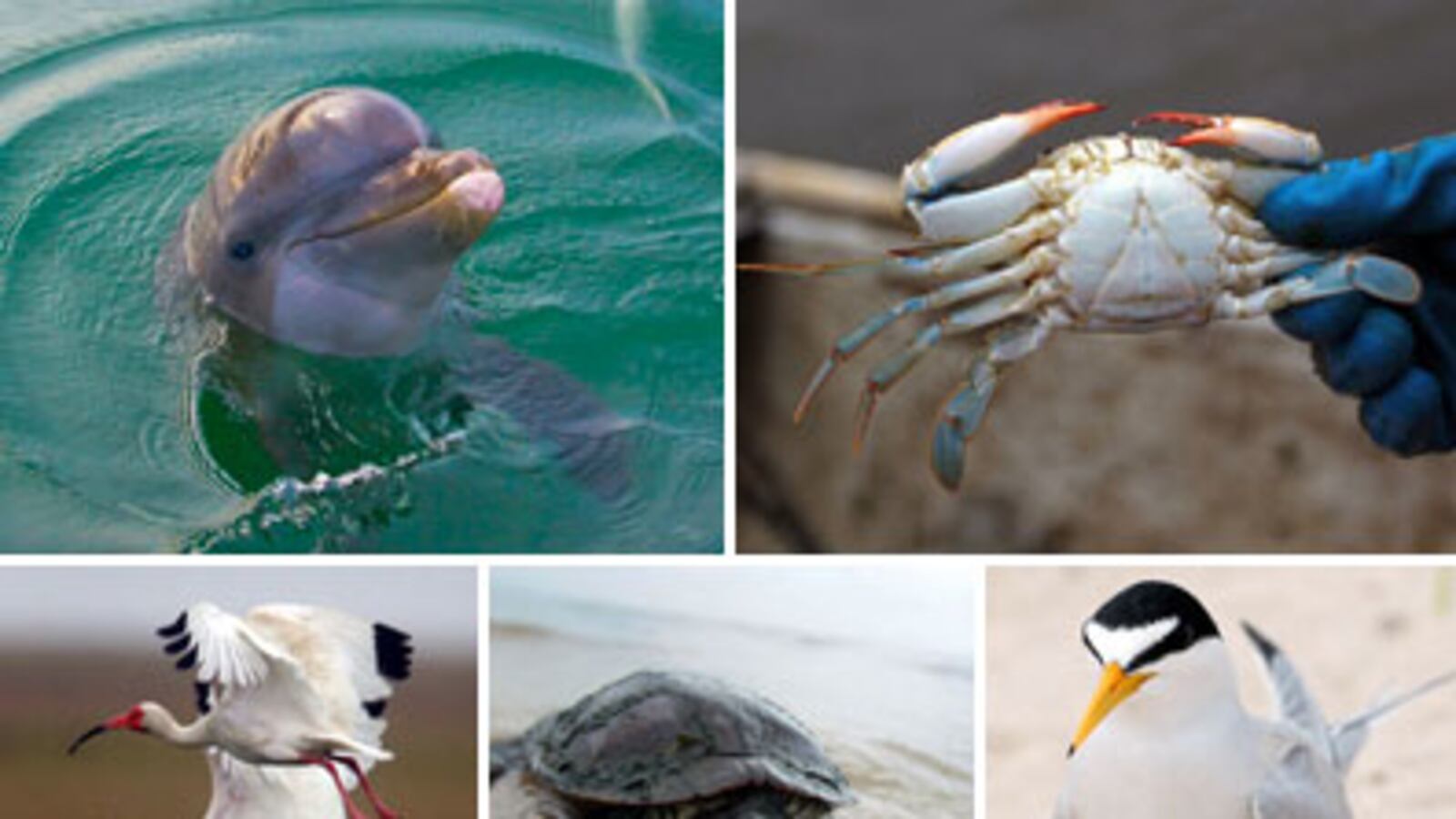 articles/2010/05/04/drowning-in-oil/oil-spill-wildlife_98116_spijyr