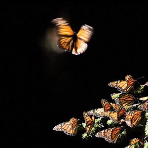 230513-equity-extinction-monarchs-hero_lgjv5l