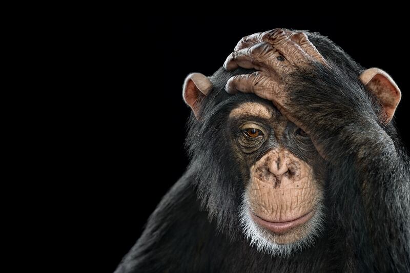 galleries/2014/08/09/when-wild-animals-pose-for-a-portrait-photos/140808-wild-chimpanzee_nwwfbk