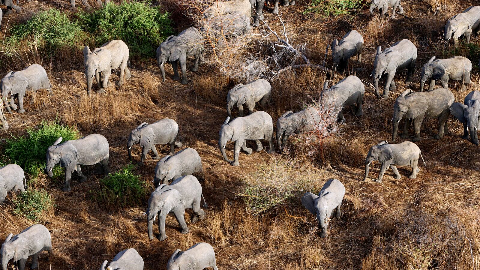 cheats/2014/05/13/dozens-of-elephants-killed-in-congo/140513-poachers-cheat_bhl4fe