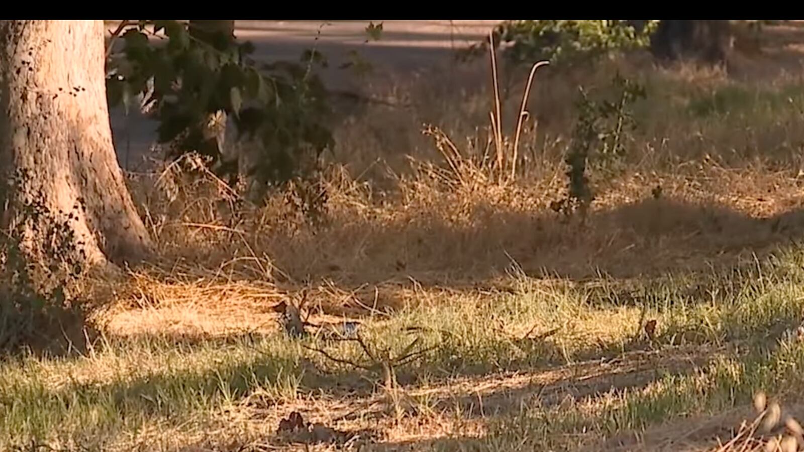 Screenshot_2023-07-14_at_8.51.53_PM_coajgm