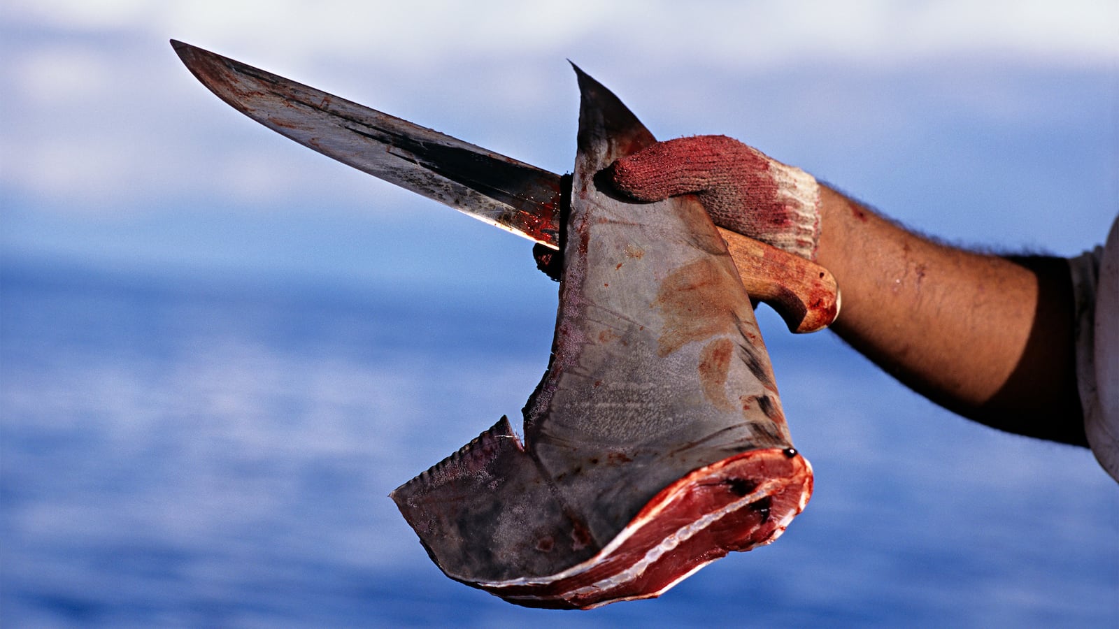 181011-cahill-shark-finning-tease_oxesau