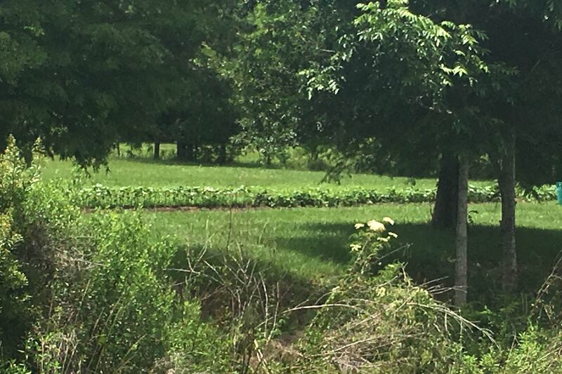 articles/2016/08/09/louisiana-sheriffs-hid-a-gun-that-could-free-a-man-and-then-blamed-hurricane-katrina/160808-kopplin-lousianna-gun4-embed_rmiax0