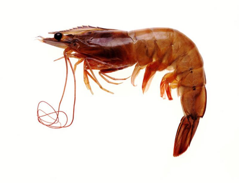 galleries/2011/01/28/food-trends/food-trends---shellfish_bhcolk