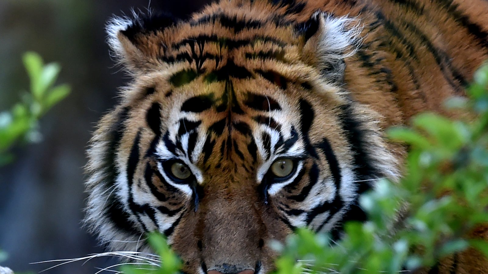 videos/2016/04/11/more-tigers-for-1st-time-in-100-years/160411-Tiger_a3f2io