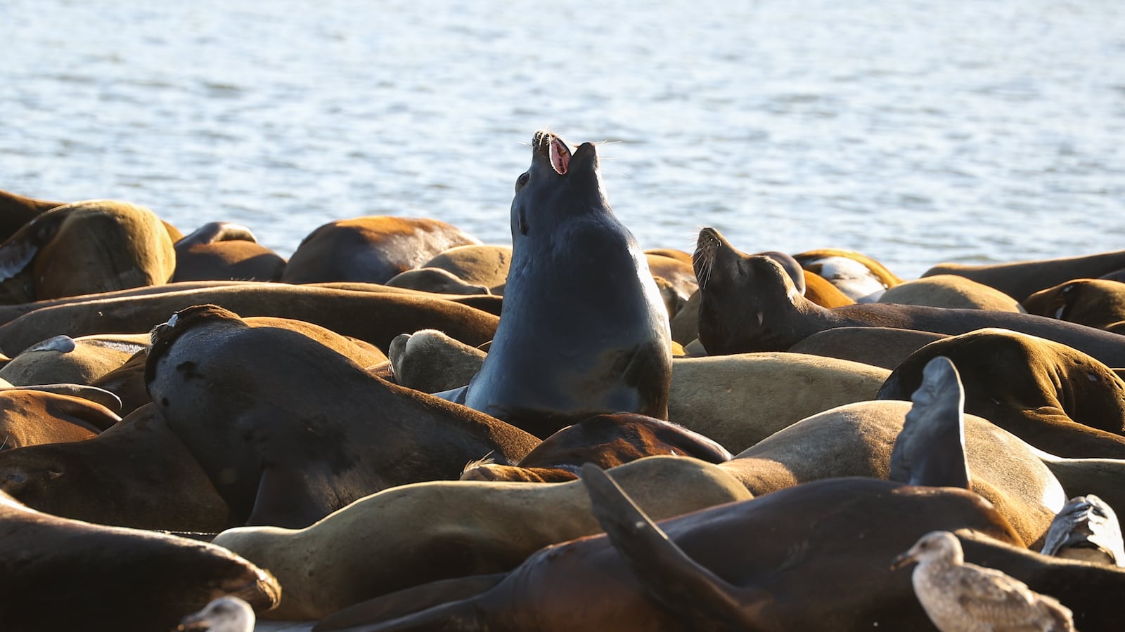 SAN FRANCISCO, CA - APRIL 2: A view of Sea Lions at Pier 39 of Fisherman's Wharf in San Francisco, California, United States on April 2, 2026. The sea lions camped out in PIER 39âs West Marina have been endearingly coined The PIERâs âSea Lebrities.â The boisterous pinnipeds started arriving in droves in January 1990, shortly after the 1989 Loma Prieta earthquake. (Photo by Tayfun Coskun/Anadolu via Getty Images)
