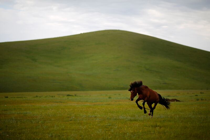 galleries/2013/06/29/week-in-photos-june-29-2013/1306270-mongolia-horse-wip_oacpij