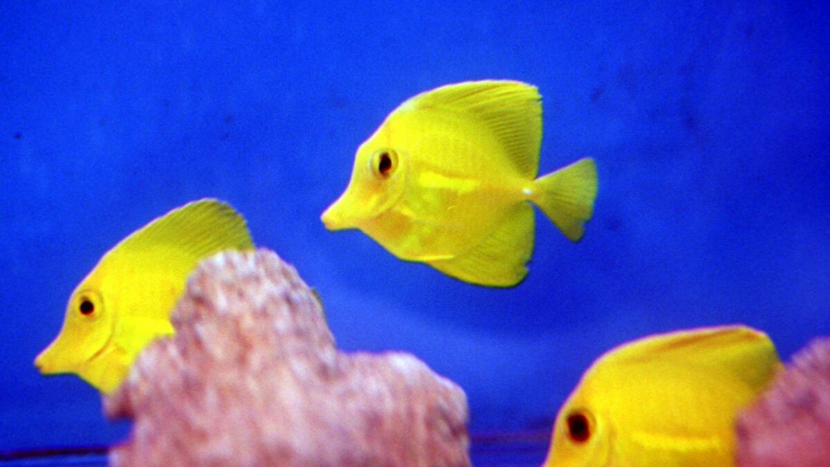 cheats/2011/09/26/dirty-aquariums-make-fish-angry/aquarium-fish-angry-cheat_btk6cv