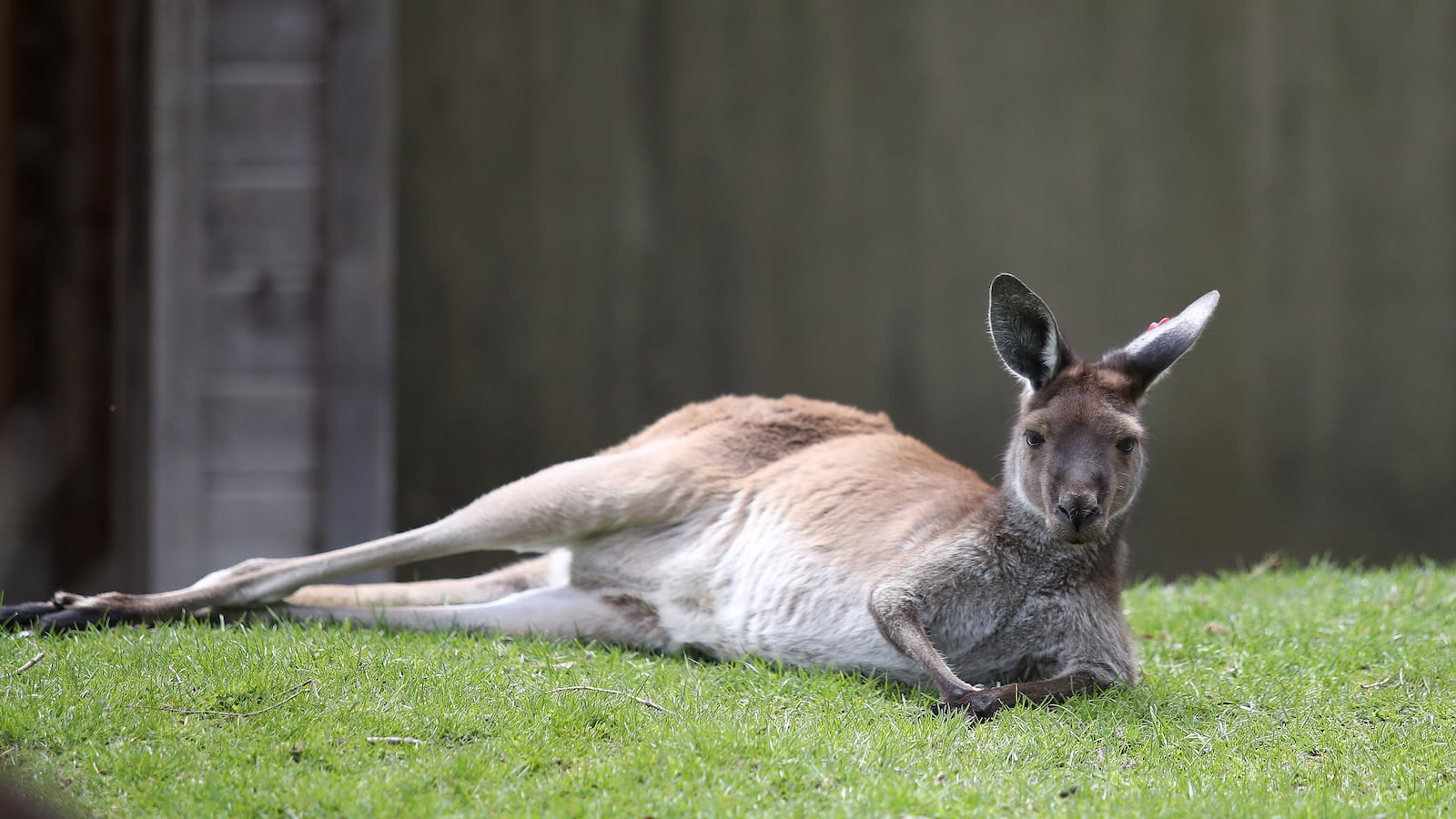 A kangaroo.