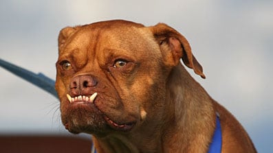 cheats/2009/06/28/worldrsquos-ugliest-dog-winner/worlds-ugliest-dog_bsomfh