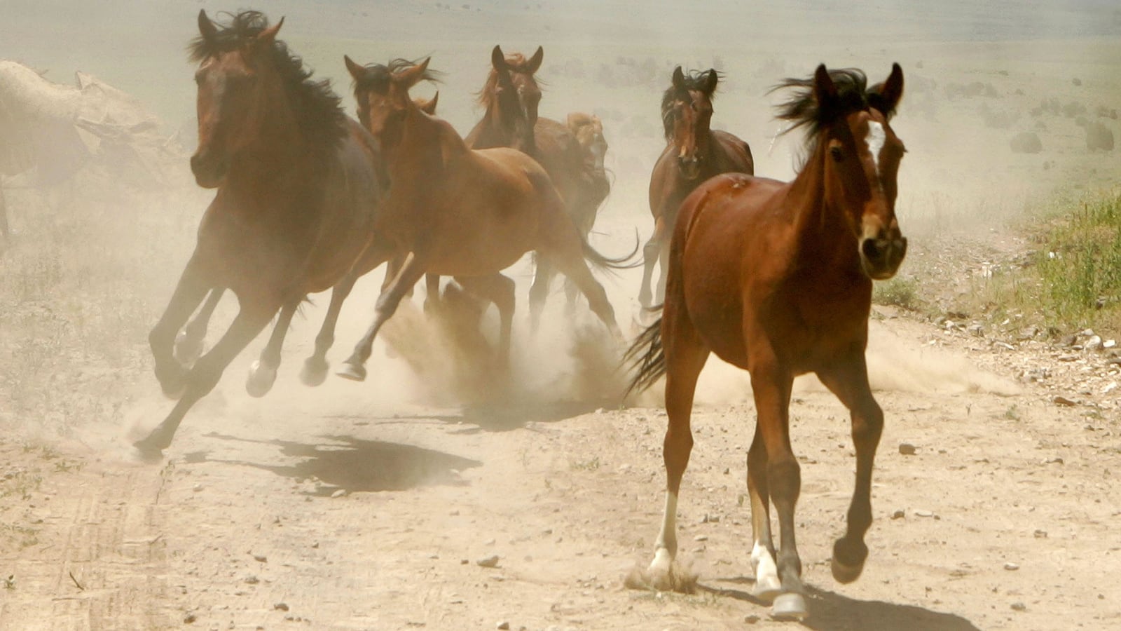 170710-Ketcham-wild-horses-tease_qzeter