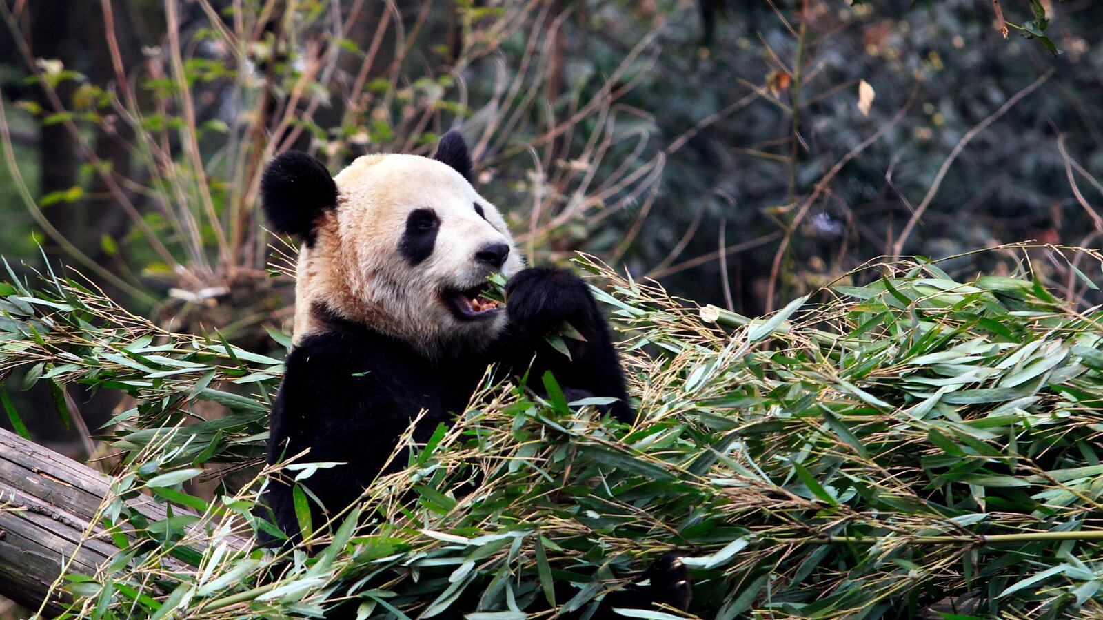 cheats/2013/03/26/giant-pandas-come-to-canada/130326-panda-canada-cheat_hrfdzl