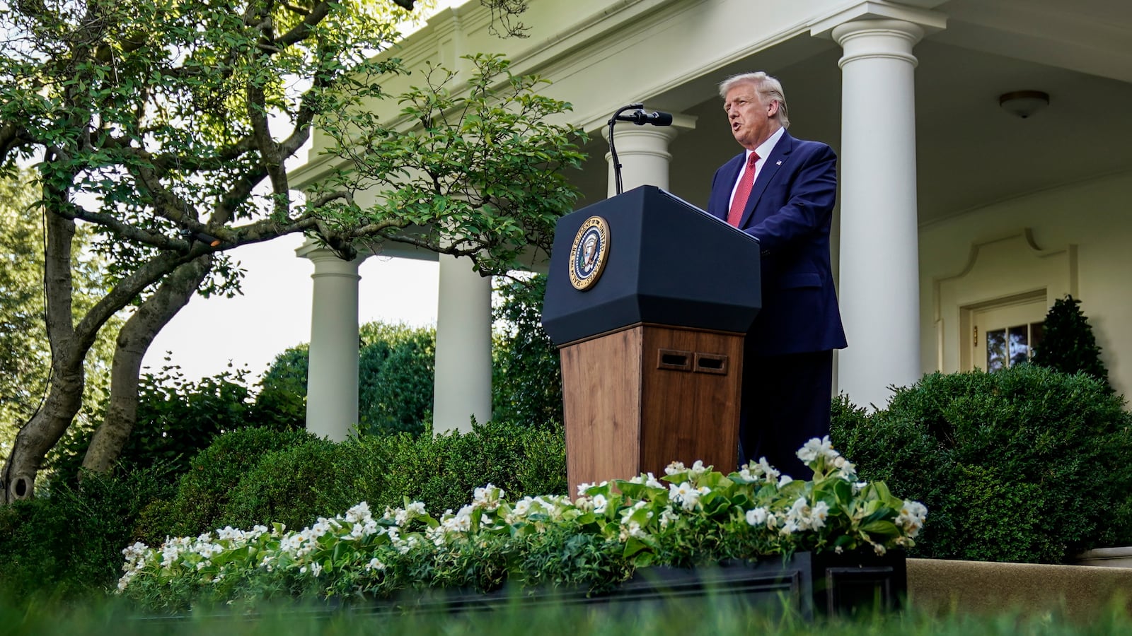 Donald Trump in the White House rose garden