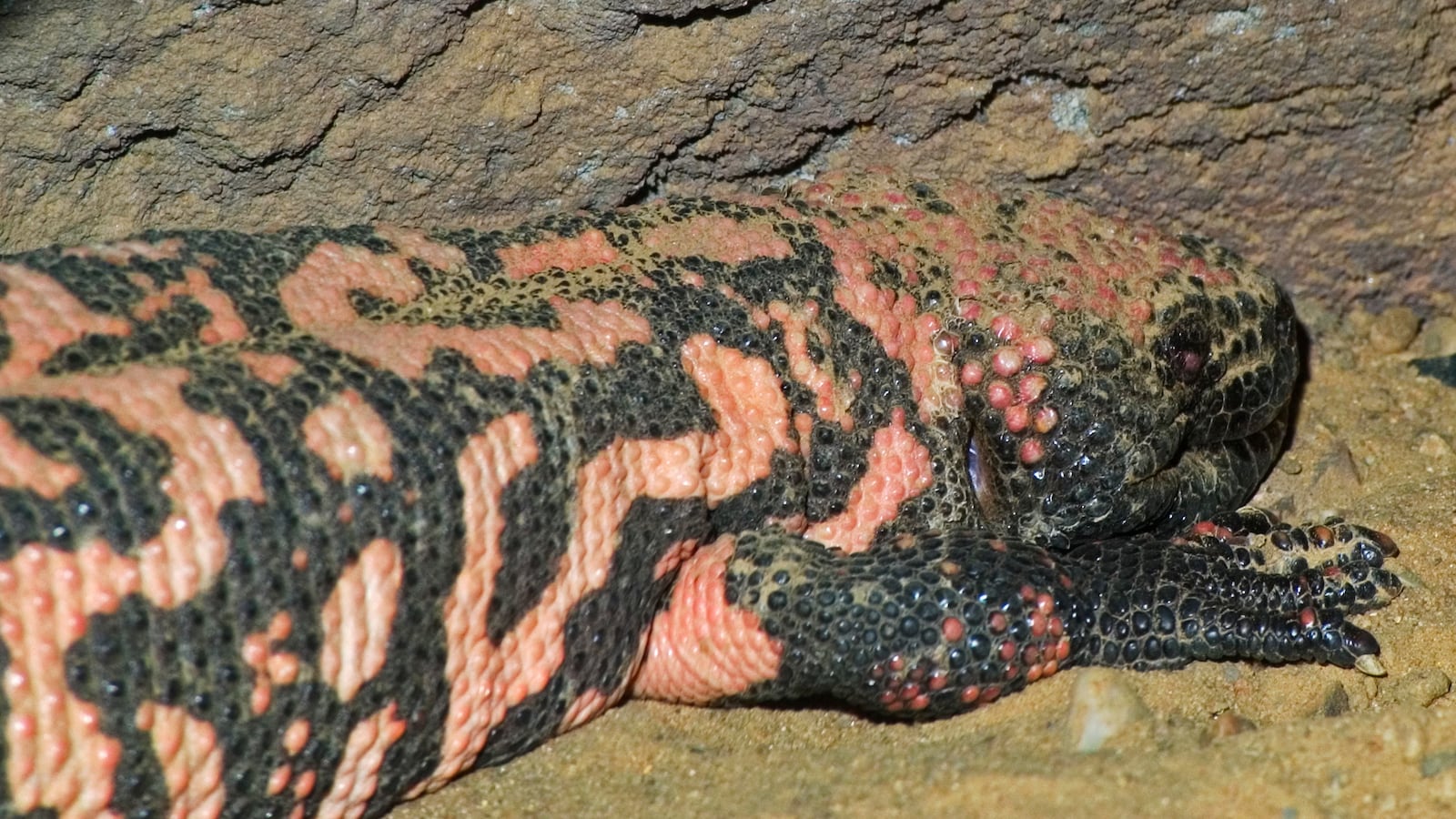 A Gila monster