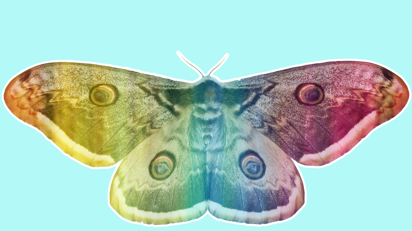 articles/2015/06/19/why-this-london-museum-had-to-turn-its-moths-gay/150618-jones-gaymoth-tease_vffquu