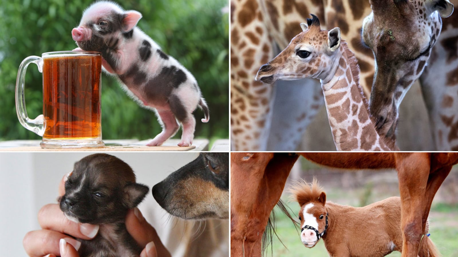 galleries/2012/03/29/beyonce-worlds-tiniest-puppy-and-more-cute-tiny-animals-photos/130402-tiny-animals-tease-update_uku8tv