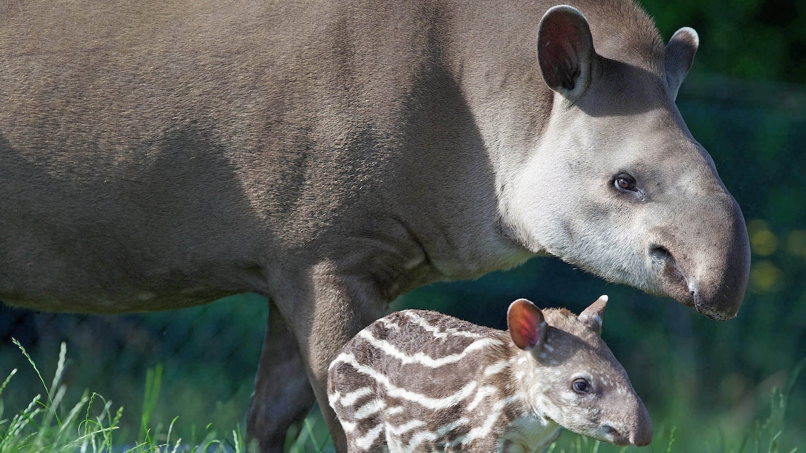 cheats/2013/08/09/crazed-tapir-mauls-toddler/130809-tapir-attack-dublin-cheat_godfsg